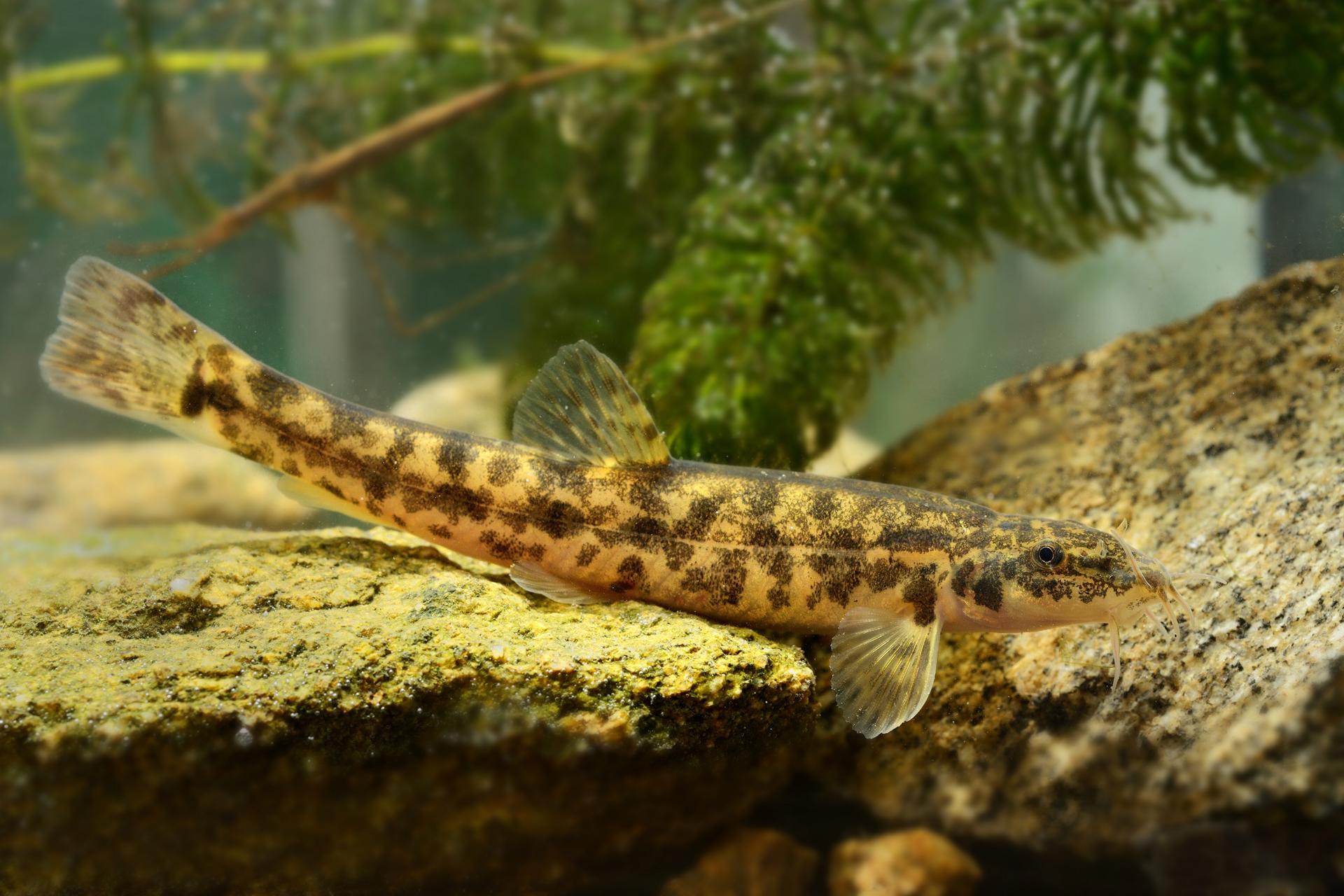 Stone Loach Shutterstock