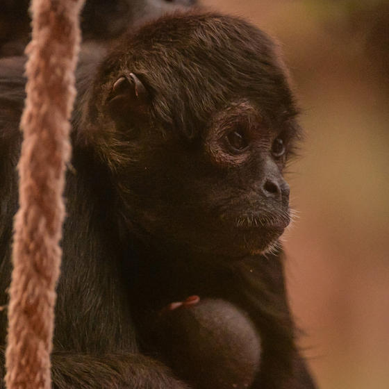 Spider Monkey 4