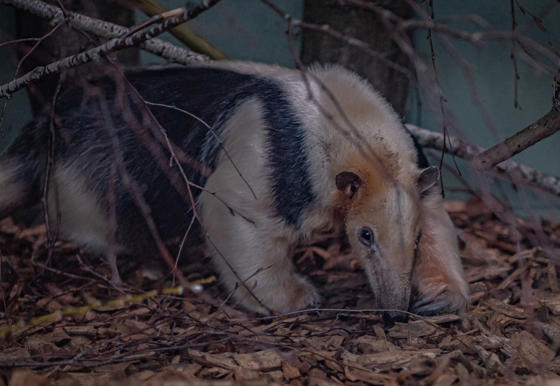 Tamandua 6