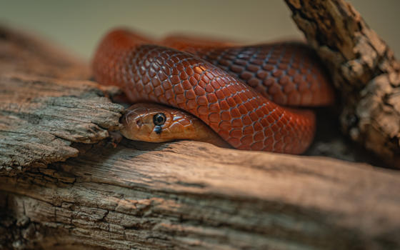 Red Spitting Cobra 1