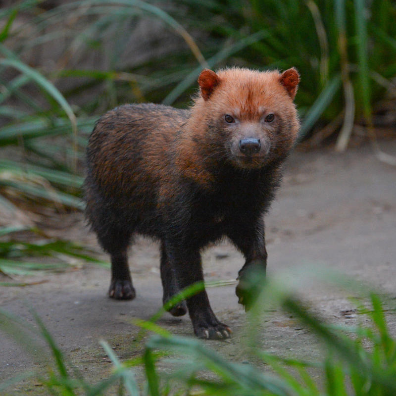 Bush dog at Chester Zoo