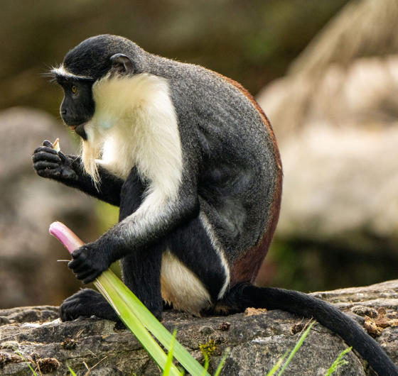Roloway Monkey 5Roloway monkey at Chester Zoo