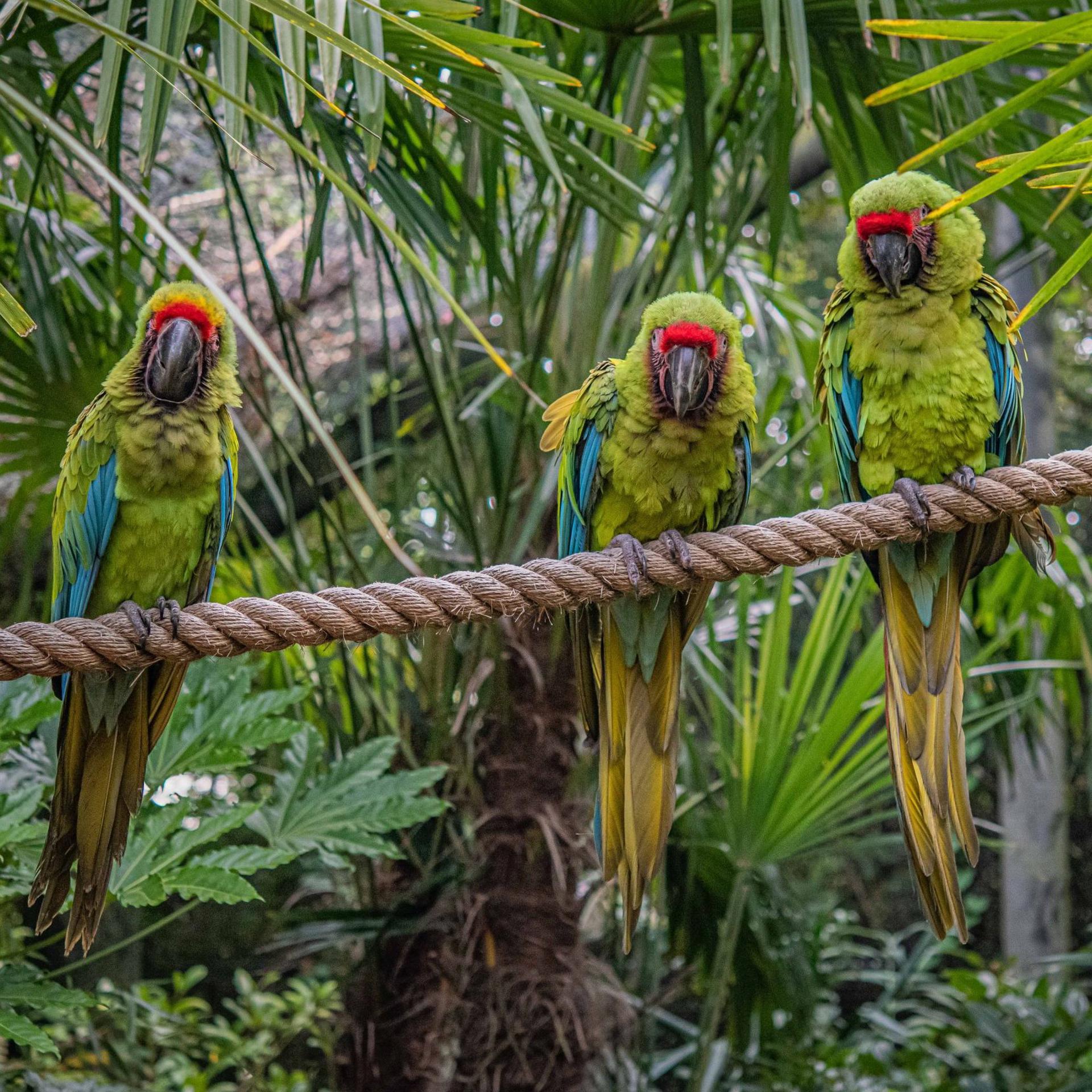 Great green macaw at Chester Zoo