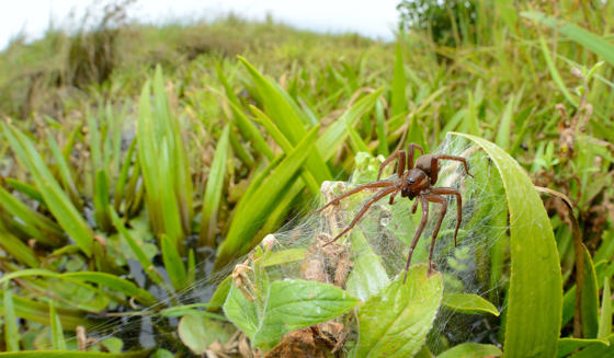 Fen Raft Spider On Web