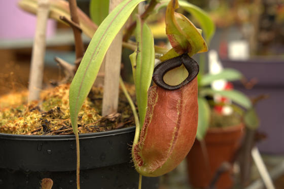 022025 Chesterzoo Nepenthenes Oliviamurrell Beckylewis Nepenthes Copyrightcz (12)