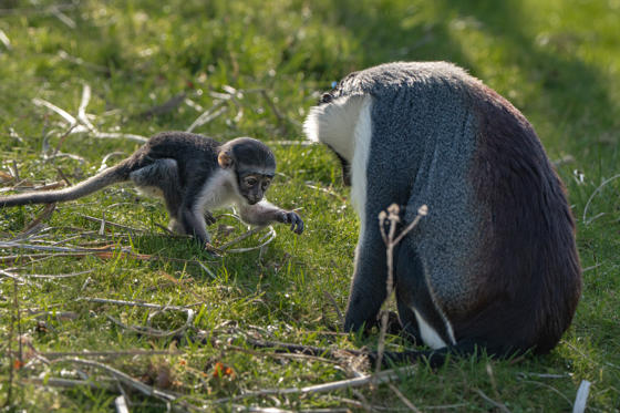 Roloway Monkey Becomes A Mother After Recovering From Pioneering Surgery Lagertha And Masaya 10