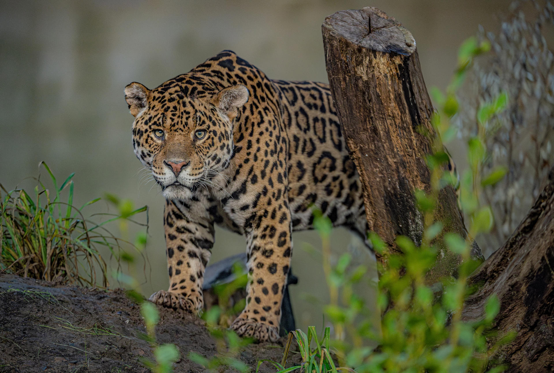 Mother And Son Jaguar Duo Bonita And Remi Explore Their New Retirement Home At Chester Zoo. Pictured Remi21