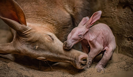 Baby Aardvark