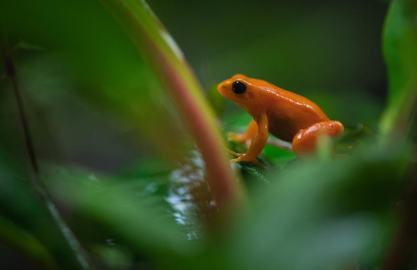 How's That For Size. Tiny Critically Endangered Golden Mantella Frogs Enjoy Early Halloween Treat At Chester Zoo (6)