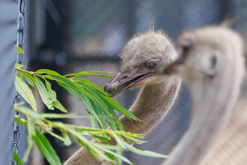 Ostrich Experience 4
