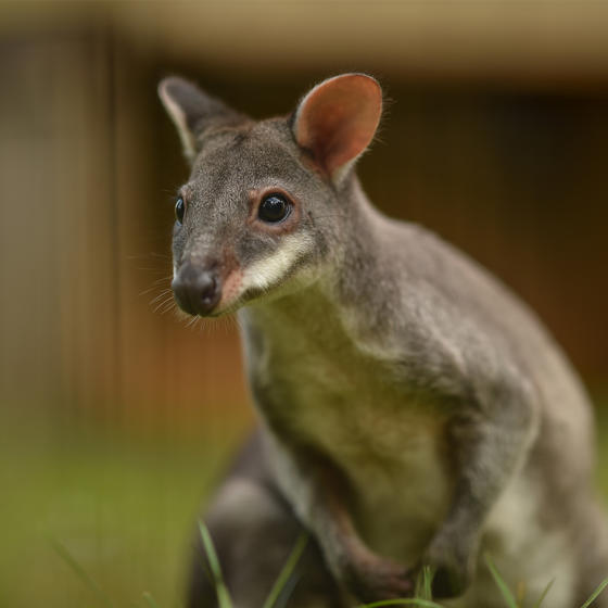 Dusky Pademelon 3