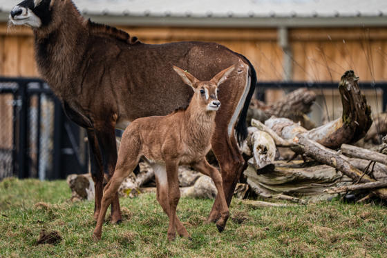Roan Antelope 014 (1)