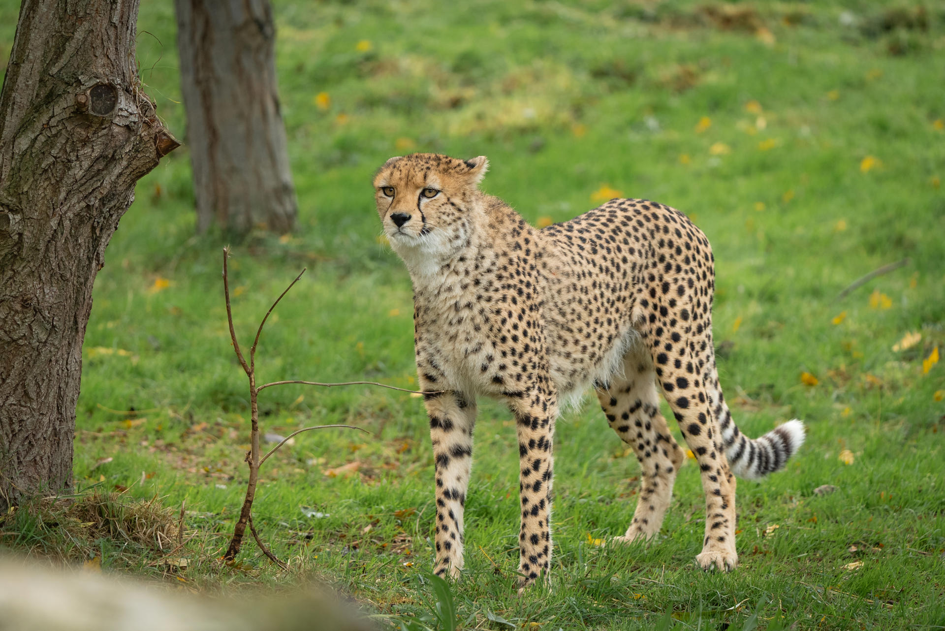 Rare Northeast African Cheetah Brothers Arrive At Chester Zoo To Help Save Their Species From Extinction4