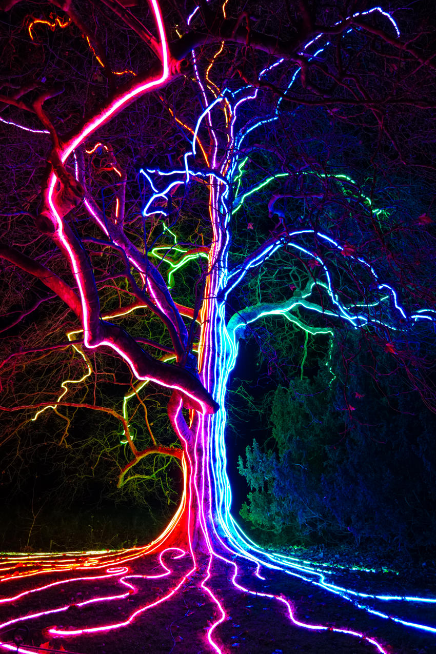 Colourful Tree