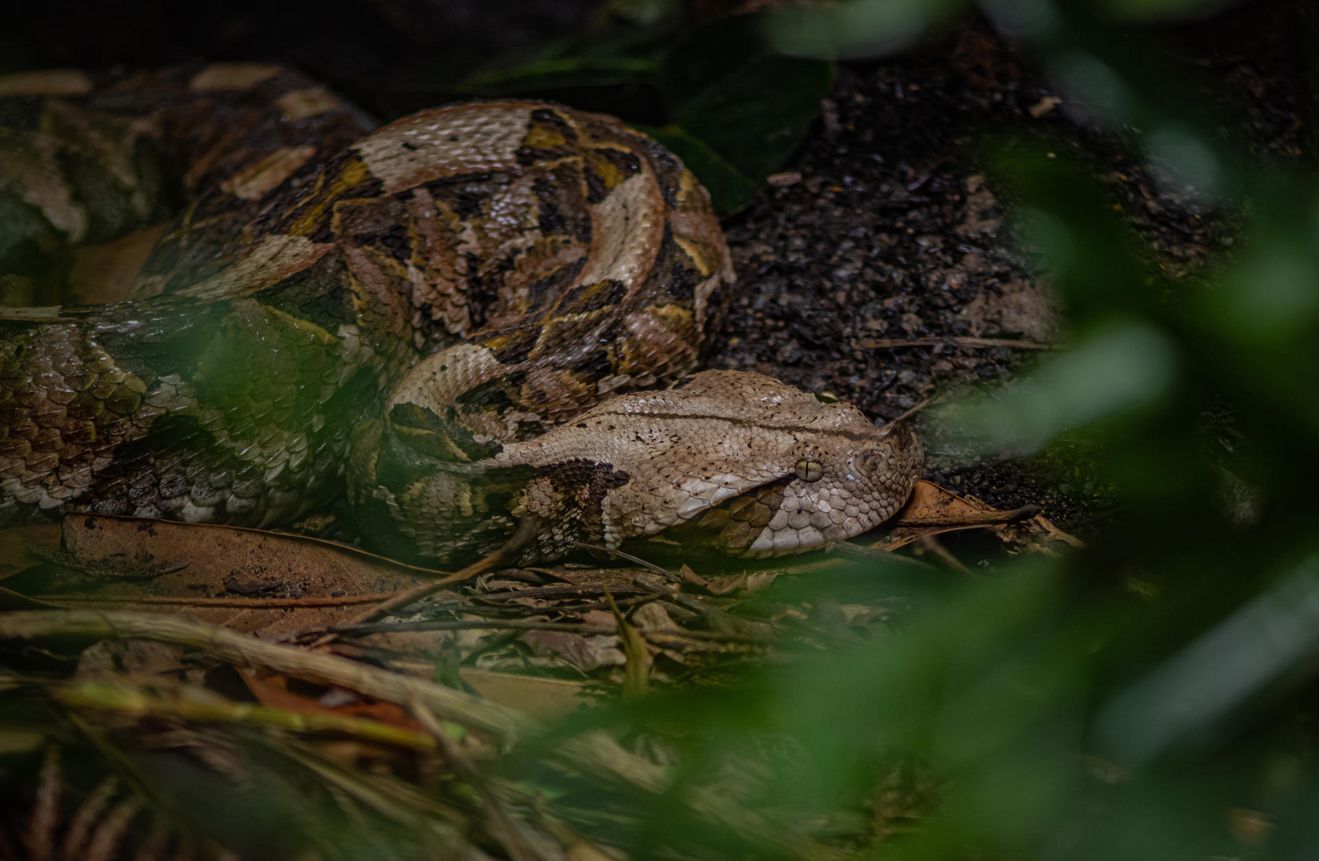 Gaboon Viper 4