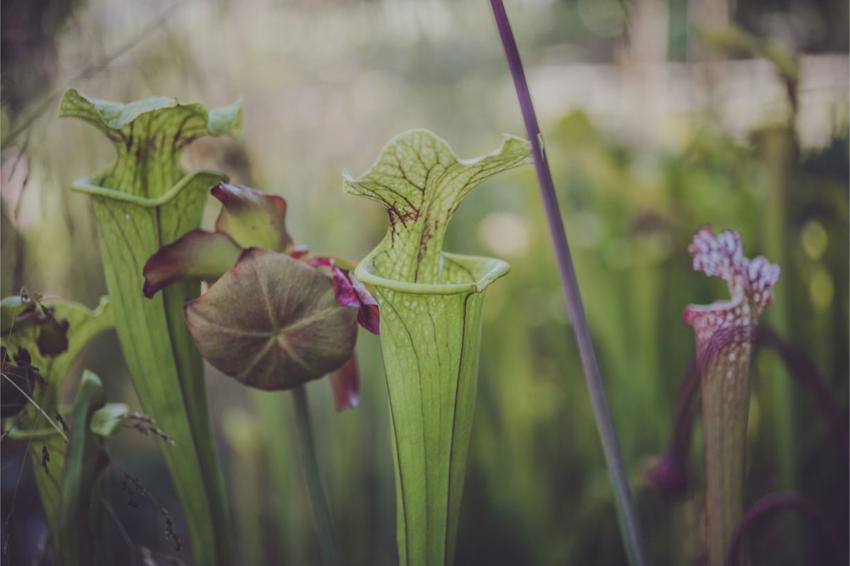 Pitcher Plant