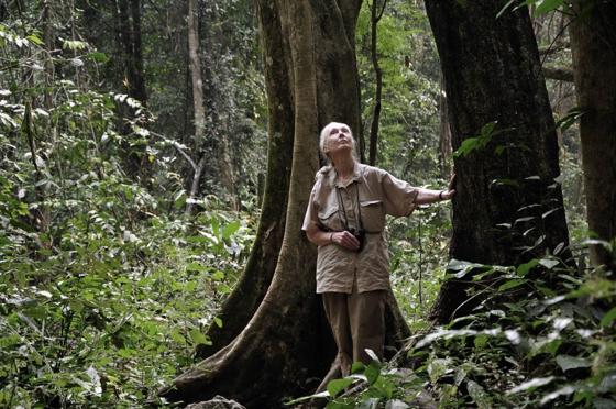 Jane Goodall Landscape