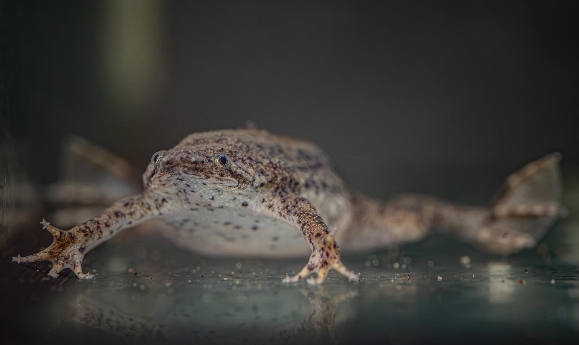 !Pics! Surinam Toads Have Made Their Debut At Chester Zoo 2 (1)