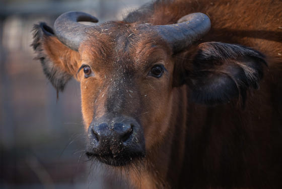 Congo Buffalo 5