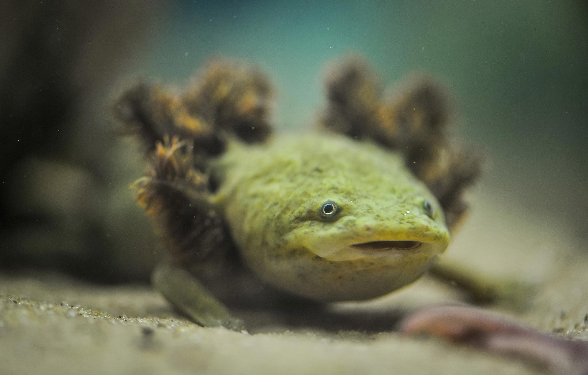 Chester Zoo Science Project Brings High Tech Hopes For Critically Endangered Salamanders (Achoque At Chester Zoo) 15