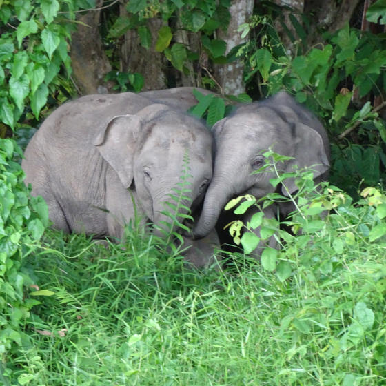 Borneo Pygmy Elephants