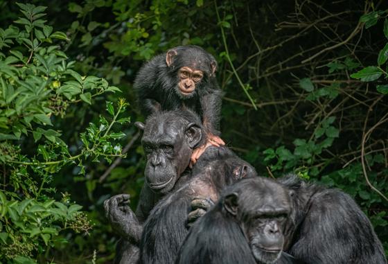 Chimps 3