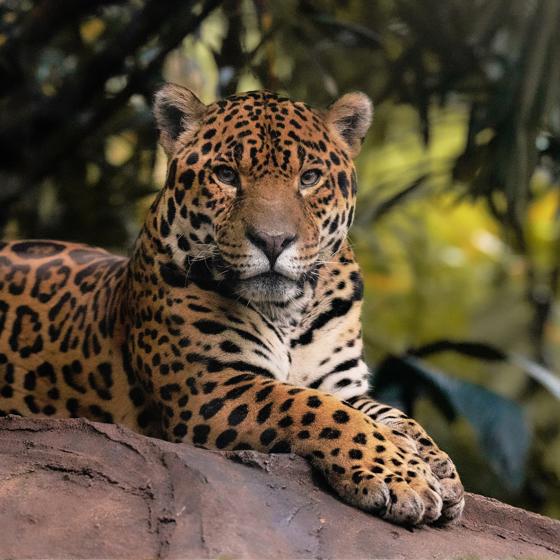 Jaguar Napo Autumn 2024 1