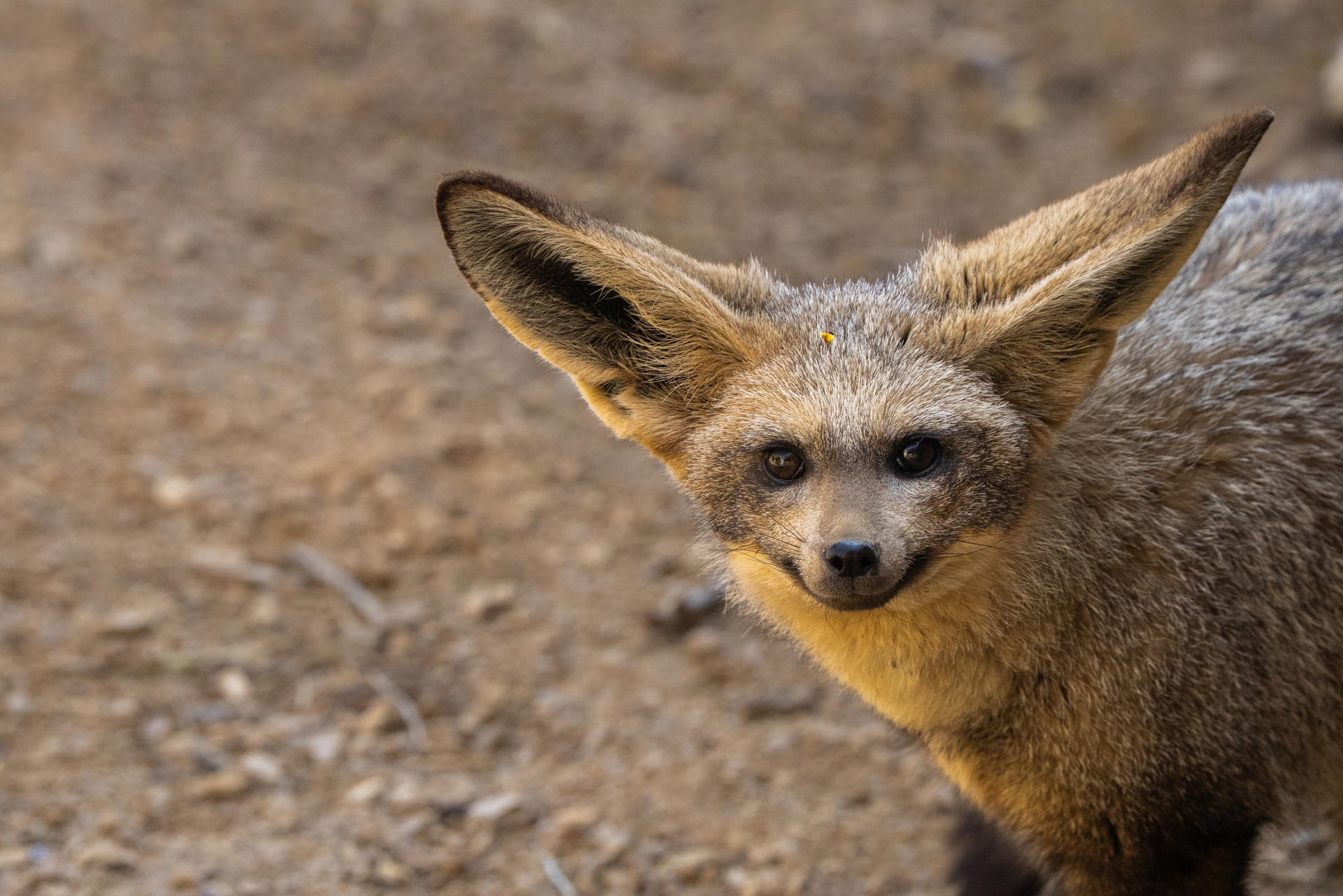 Bat Eared Fox 8