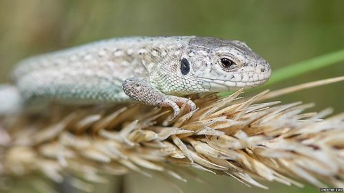A photo of a sand lizard, a grey-green reptile, sitting on top of a clump of grass seeds still on a stalk