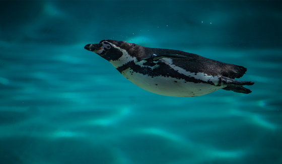 Penguin Swimming
