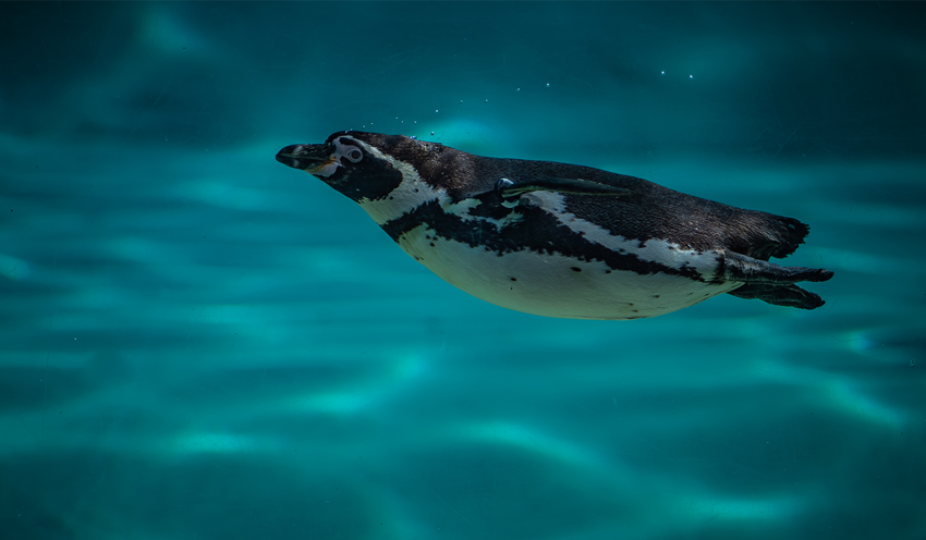 Penguin Swimming