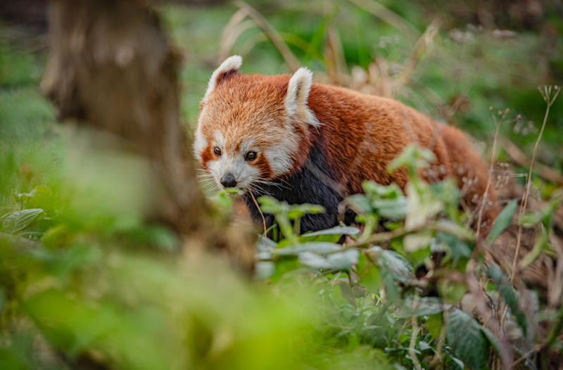 Akashi The Red Panda Has Arrived At Chester Zoo To Help Safeguard Her Species From Extinction 22