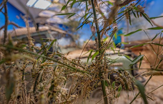 Desert Locust 5