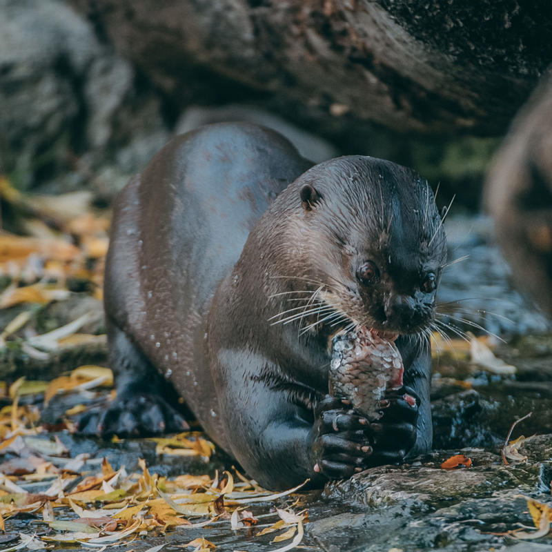 Giant Otter at Chester Zoo