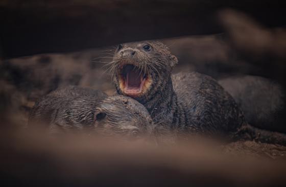 Three Adorable Giant Otter Pups Have Been Born At Chester Zoo6
