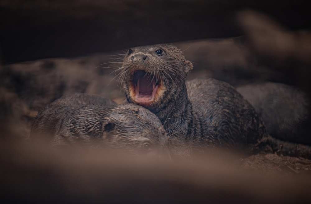 Three Adorable Giant Otter Pups Have Been Born At Chester Zoo6