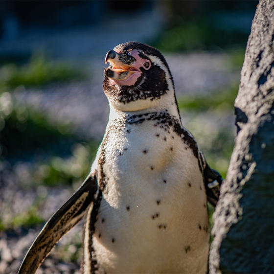 Humboldt Penguin 3