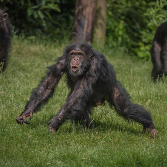 Chimpanzee 3