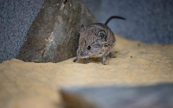 Sengi 5