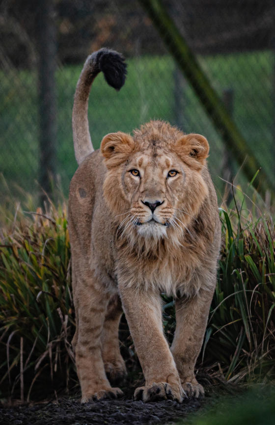 Asiatic Lion, Nilay(11)