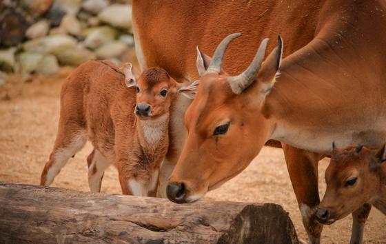Banteng 4