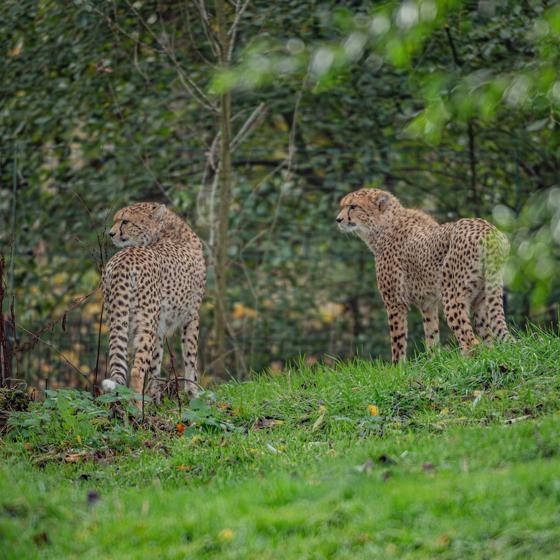 Cheetah Brothers Arrive At Chester Zoo To Help Save Their Species From Extinction 7 2 (1)