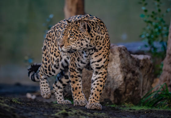 Mother And Son Jaguar Duo Bonita And Remi Explore Their New Retirement Home At Chester Zoo. Pictured Bonita2
