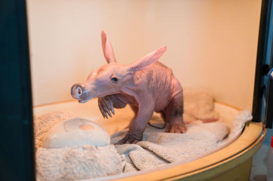 A Tiny Aardvark Calf, Affectionately Nicknamed Womble, Is Being Cared For By Conservationists At Chester Zoo After They Stepped In To Help Raise The Youngster. 8