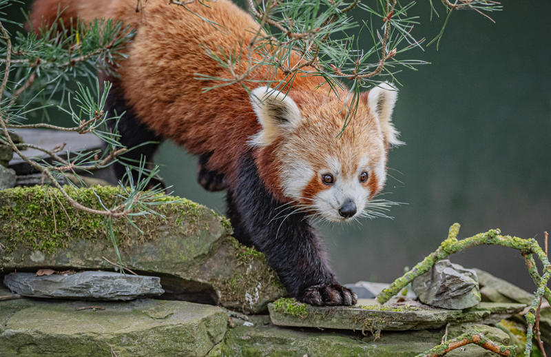 Akashi The Red Panda Has Arrived At Chester Zoo To Help Safeguard Her Species From Extinction 25