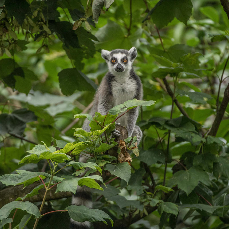 Ring-tailed lemur at Chester Zoo