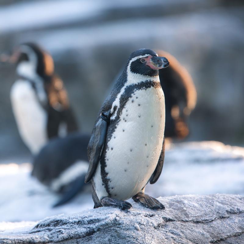 Humboldt penguins in winter at Chester Zoo