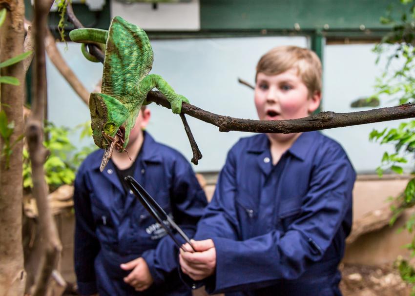 Young Boy Feeding A Chameleon
