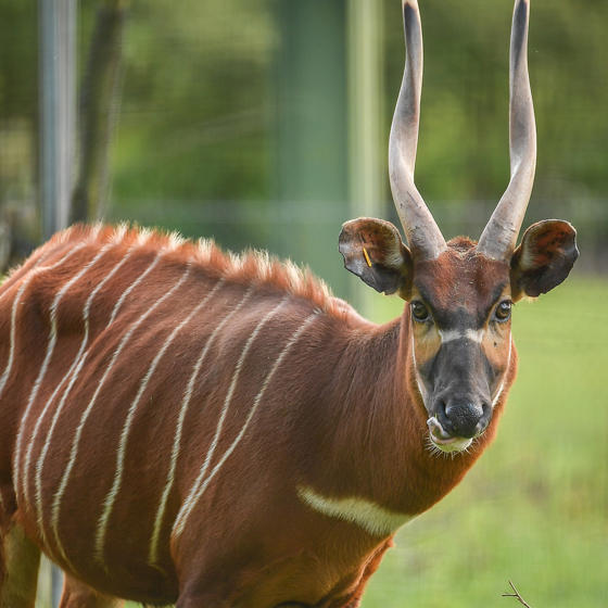 Eastern Bongo 5