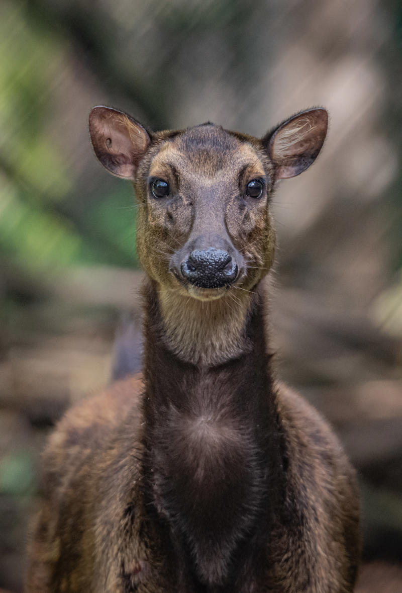 Philippine Spotted Deer at Chester Zoo
